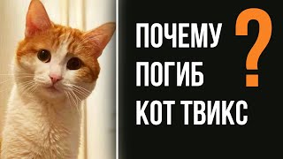 Кот Твикс: Полуправда Ничего Не Изменит