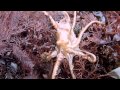 Overland Octopus (Octopus rubescens) at Moss Beach