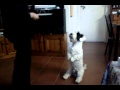 Wy Wy the Sealyham terrier being super cute の動画、YouTube動画。