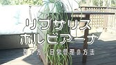 リプサリス属の多肉植物 リプサリス エワルディアナ をご紹介します Uchi De Green ウチデグリーン Youtube