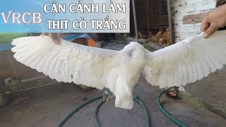 Top 10 cách làm lông cò đặc sắc nhất năm 2022