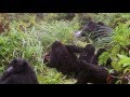 Gorilla trekking ruanda  kangaroo tours