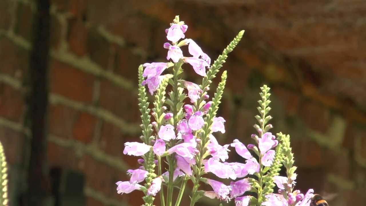Hommels op Schildpadbloem