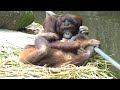草のベッドを横取りしたいオランウータン/ Orangutan wants to rob a grass bed