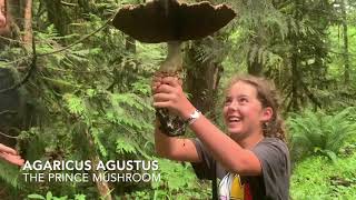 Unearthing That Giant Mushroom!