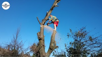 Idiots With Chainsaws: Tree Cutting Fails | Extreme Dangerous Logging Truck Fails #2