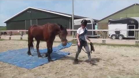 Isabelle en Merlijn maken een vliegende start