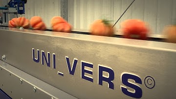 Processing and sorting line for Beef tomatoes - UNITEC