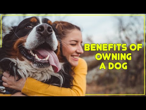health benefits of owning a dog - 8 Benefits of Owning a Dog That Will Make You Feel Good