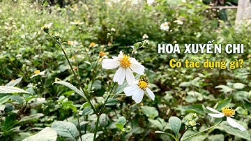 Cây hoa xuyến chi có tác dụng gì? Công dụng chữa bệnh của cây hoa xuyến chi | Thịnh Nông Nghiệp