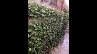 زراعة الحوائط والجدران - زراعة مائية بدون تربة - Plants & Green Walls