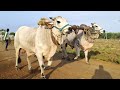 Thota srinivasarao gari senior bulls bheemudu chatrapati from koppuravuru