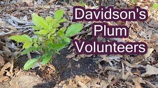 Davidsons Plum Volunteers