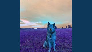 Subtle Ambience for Comfortable Hounds