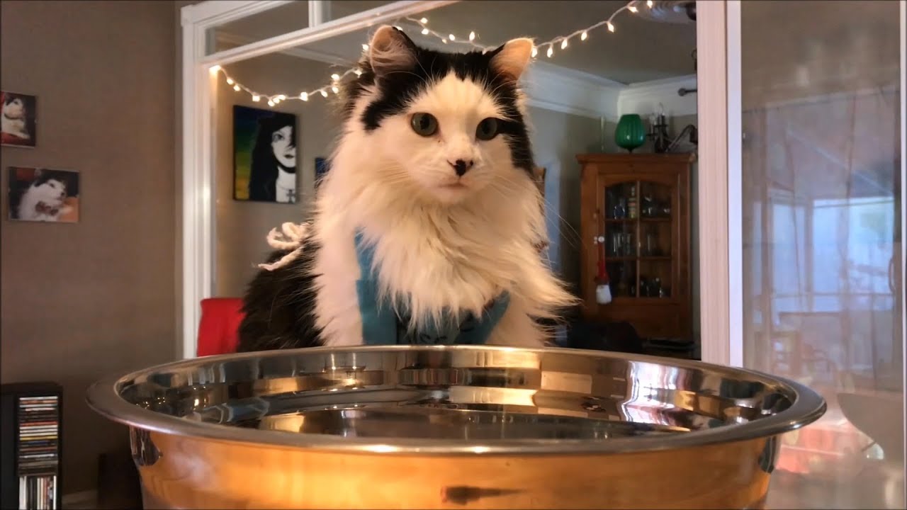 How to make Holiday Cat Treats YouTube