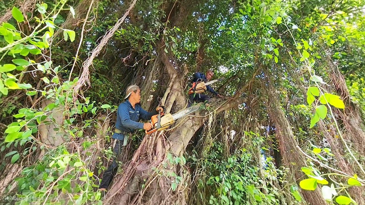 Mạo hiểm, Cưa bậc gốc cây Xanh tàn khổng lồ / Risky, Sawing Up the Giant Green Tree | 2/2 | P32