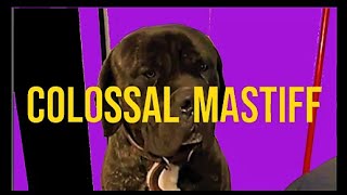 COLOSSAL MASTIFF BREED - 'Just talking dogs' #mastiffdog #mastiffdogs #protectiondogs by GOOD GUARDIAN K9 (Working Dog) 740 views 1 year ago 6 minutes, 43 seconds