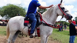 Top 10 os Melhores cavalos De Gravatá  na Feira de cavalo os melhores cavalos mangalarga 