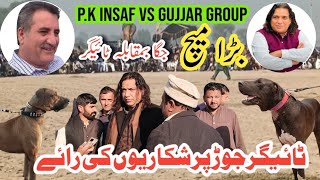 Jaga Vs Tiger Big Match P.k Insaf Vs Gujjar Group Famous Bully Dogs Champion Bully Dogs