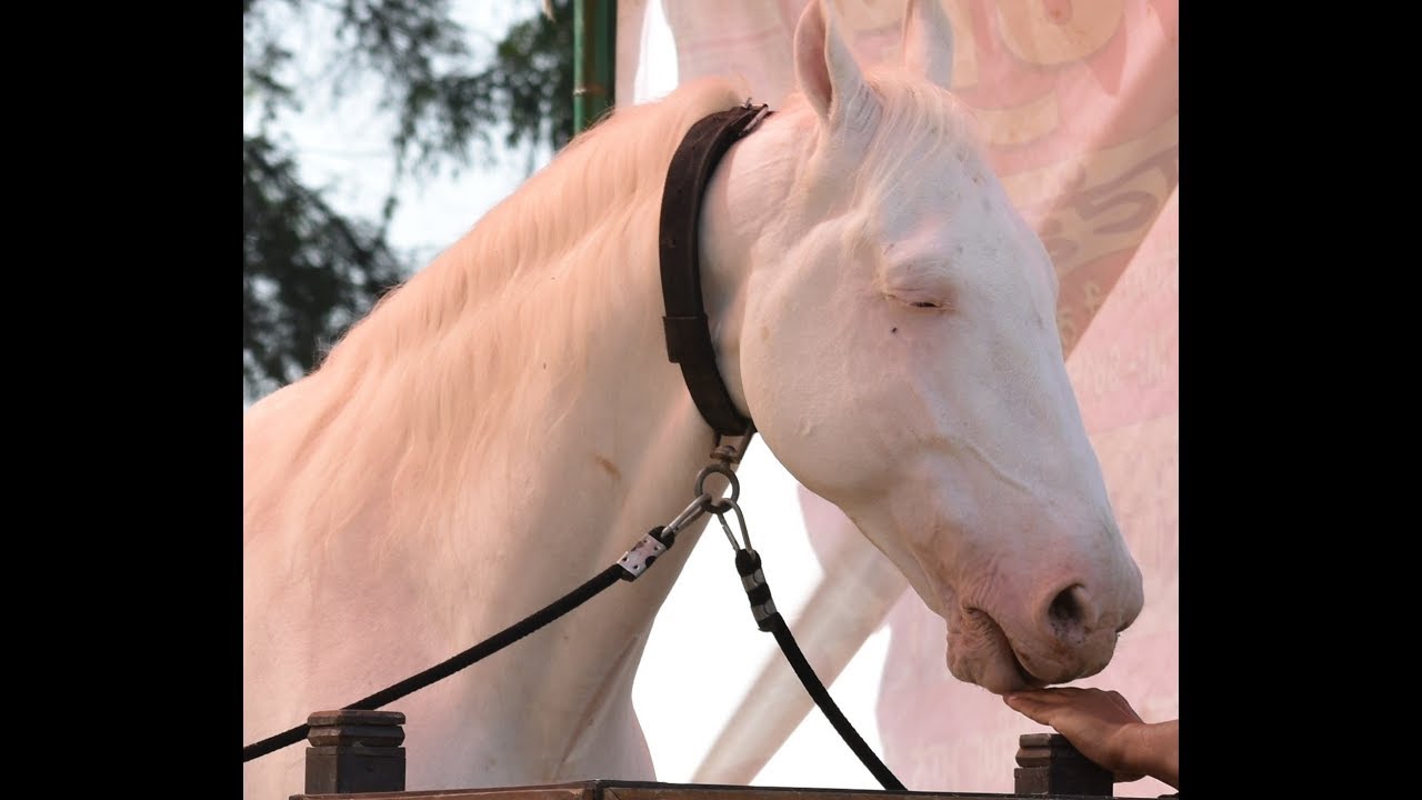 WHITE HORSE FROM PUNJAB NUKRA PRICE RS 50 LACS YouTube