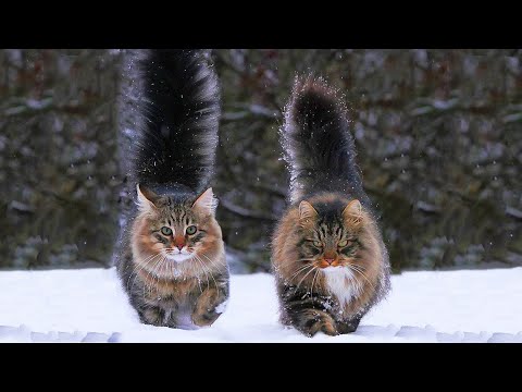 Video: Kucing Hutan Norwegia