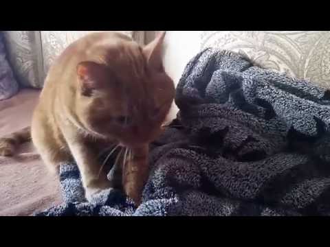 Видео: Почему кошки месят?