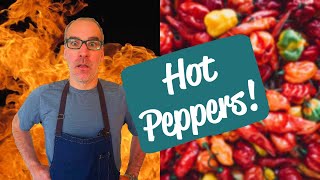 WHAT IF TO 100 HUNGRY COCKROACHES PUT DOWN CAROLINA REAPER? ROAD TO HELL