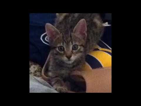 Thumbnail of The lords of acid / the pussy song