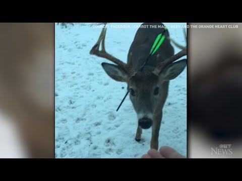 'Carrot' the deer found with crossbow bolt through its head