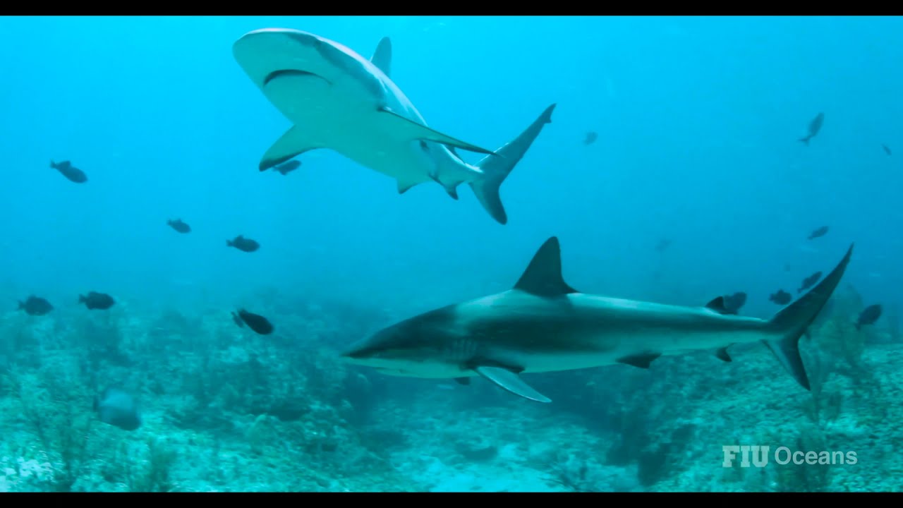 FIU Oceans