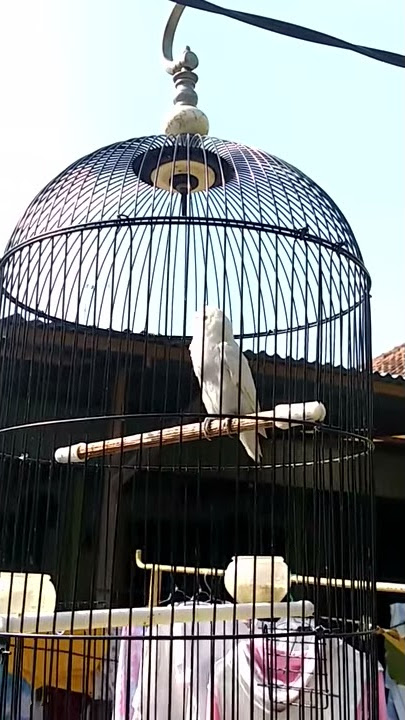 lovebird albino konslet PAUD