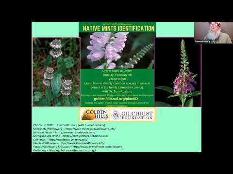 Lamiaceae (Native Mints) Identification Class