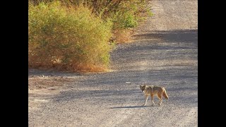 Coyotes On The Prowl