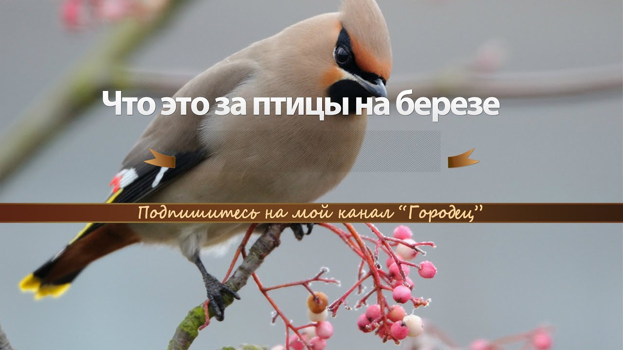 Шкода что за птица