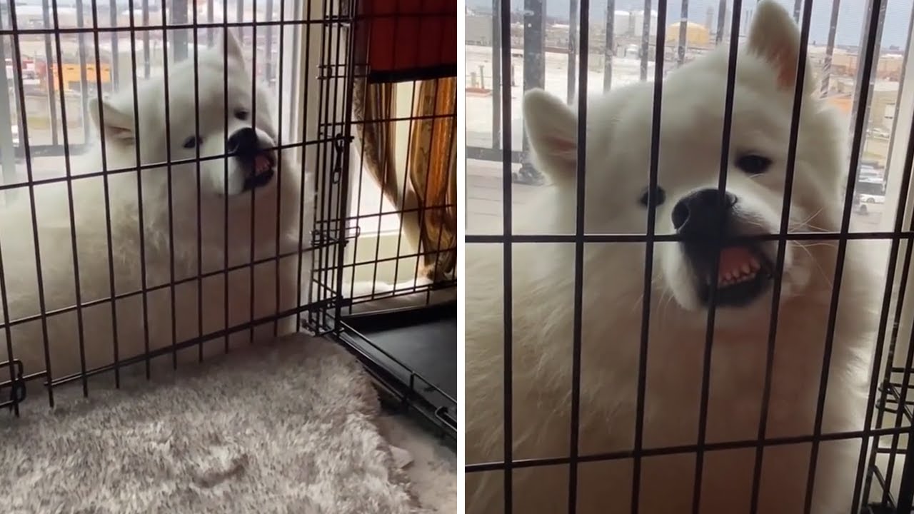 Samoyed presses nose against crate, makes ridiculous face 