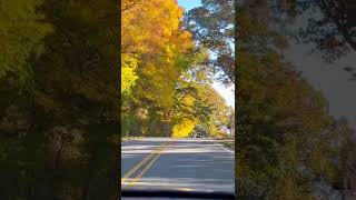 Driving Tour -  Beautiful Fall Colors Neighborhood in NC by MCnNC 57 views 1 year ago 2 minutes, 19 seconds