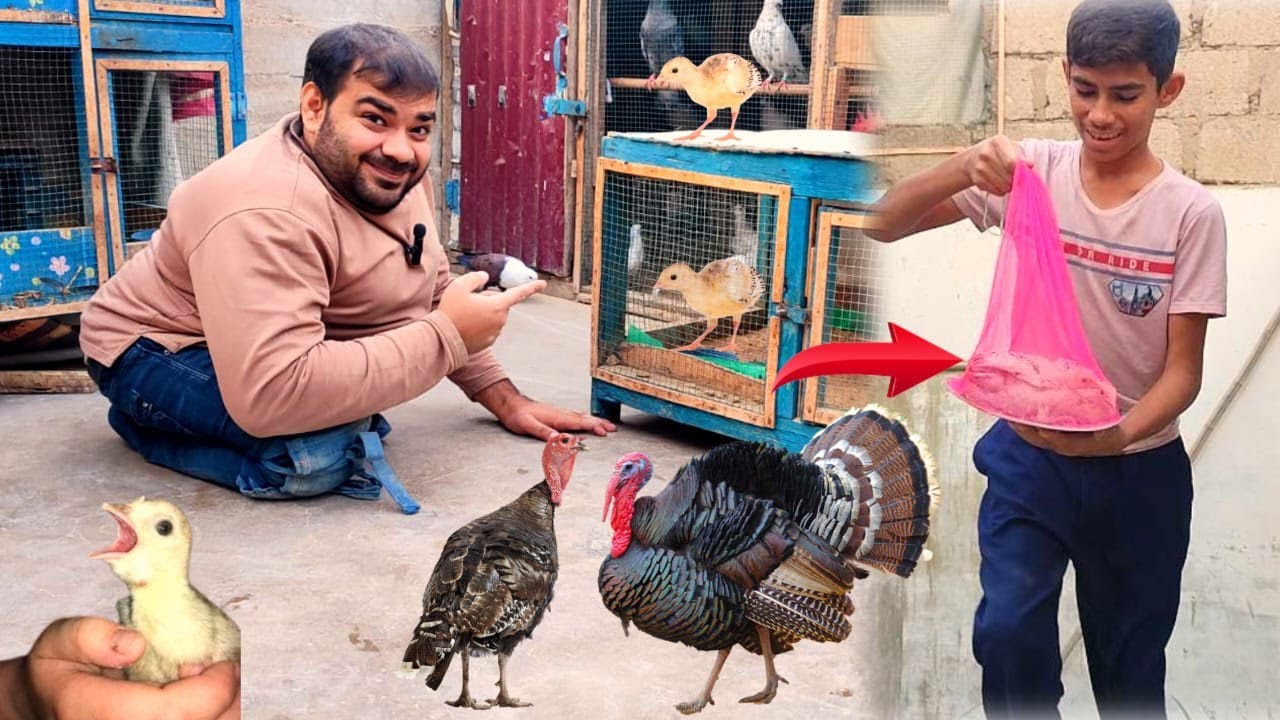 Turkey Birds Chicks Bhi Aa gaya 🦃 | Turkey Birds Chicks | Turkey Birds | Hashim Kay parinday