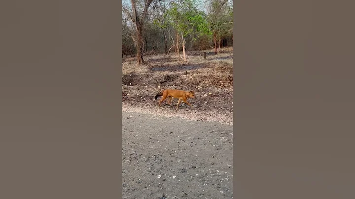 Dhole crossing our gypsy #kabini #indianwildlife #wildlife #nagarhole #wilddog #wildanimals #safari