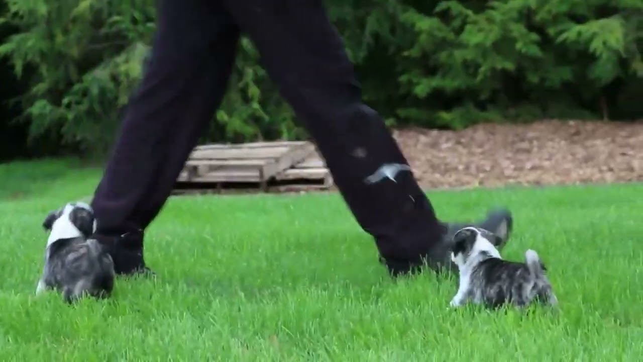 Pug Puppies For Sale