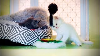 Kittens meowing (too much cuteness) by Mr. Akram animals lover🐾 36 views 3 days ago 52 seconds