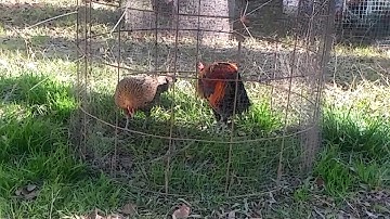 Qaib qus zoo nraug nyob toj siab zoo nkauj tshaj