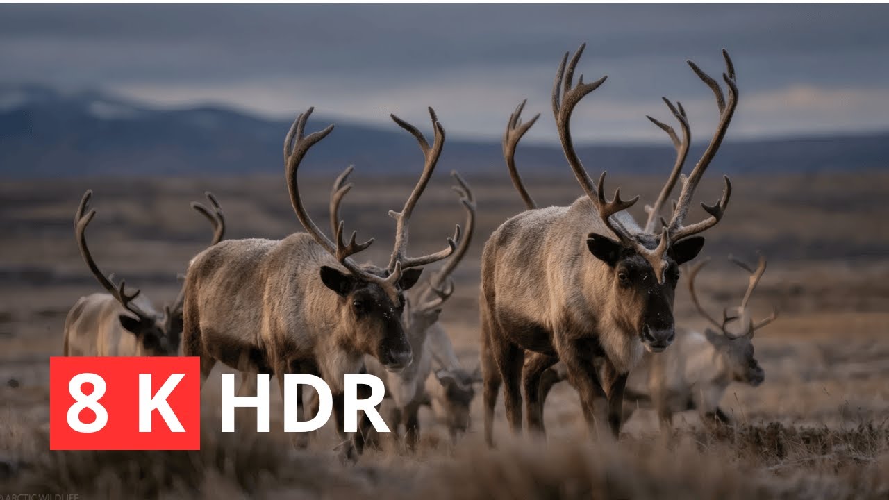 Amazing Wildlife Moments 4K – Rare and Beautiful Animals Caught on Camera