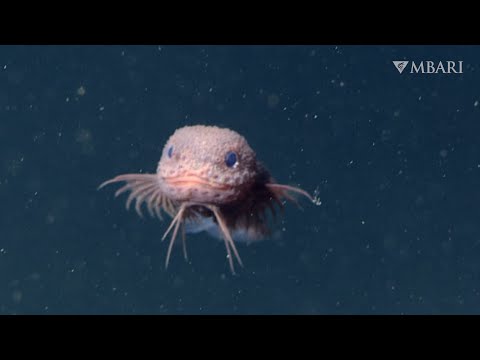MBARI's advanced underwater robot reveals a new species of deep-sea snailfish