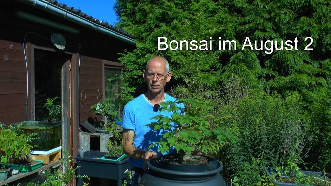 Teil 2 Bonsai im August. Wie sich die Bäumchen entwickeln