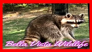Bella Vista Raccoon