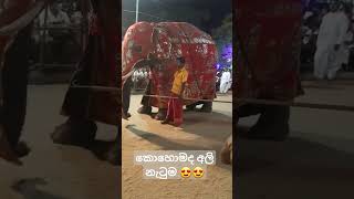Elephant Dance In Sri Lanka
