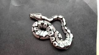 Details Ball python clutch update. Update