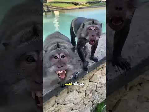 لا تدفع قرد ا بري ا في حوض السباحة