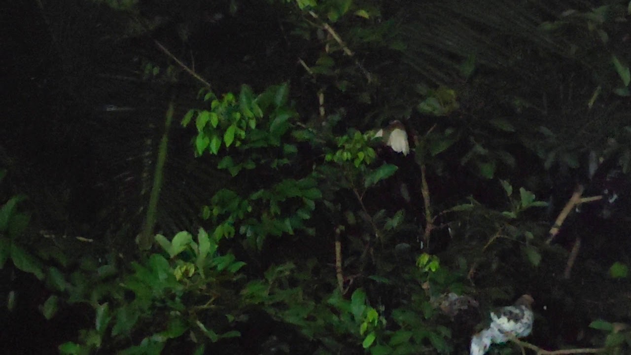 Mengintip Kehidupan Ayam Hutan di Atas Pohon di malam hari 