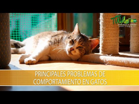 Video: Problemas De Comportamiento Pediátrico En Gatos